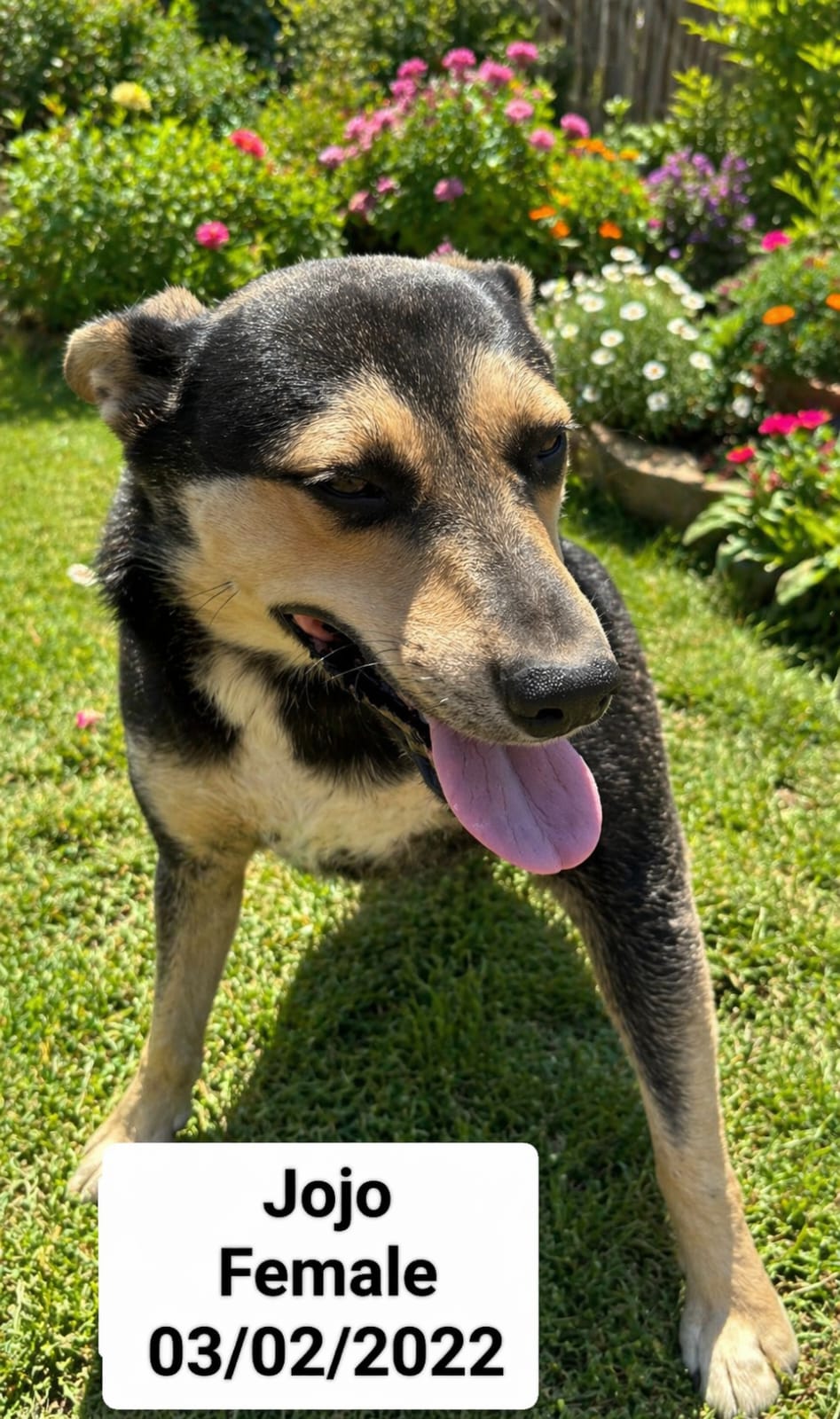 Dog image