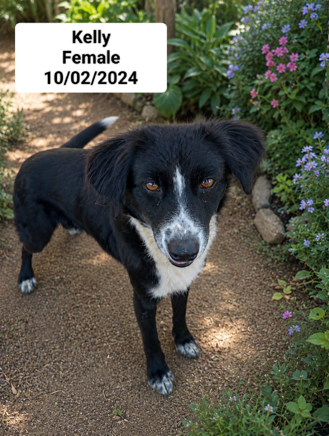 Dog image
