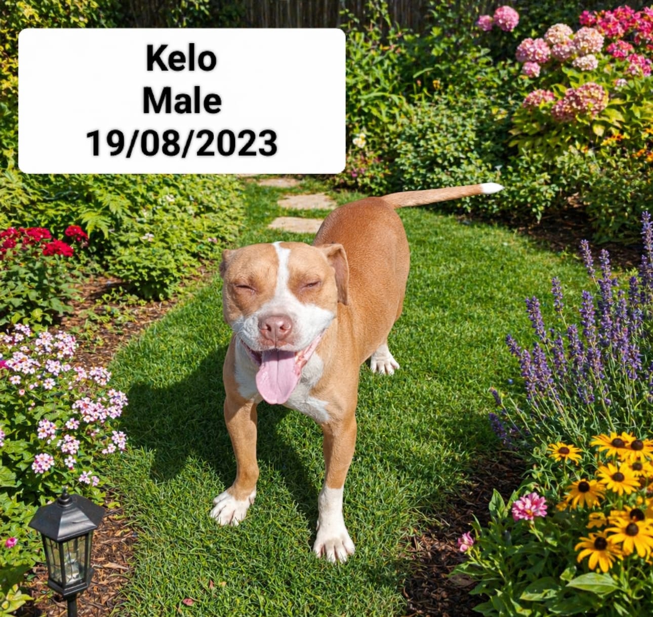 Dog image