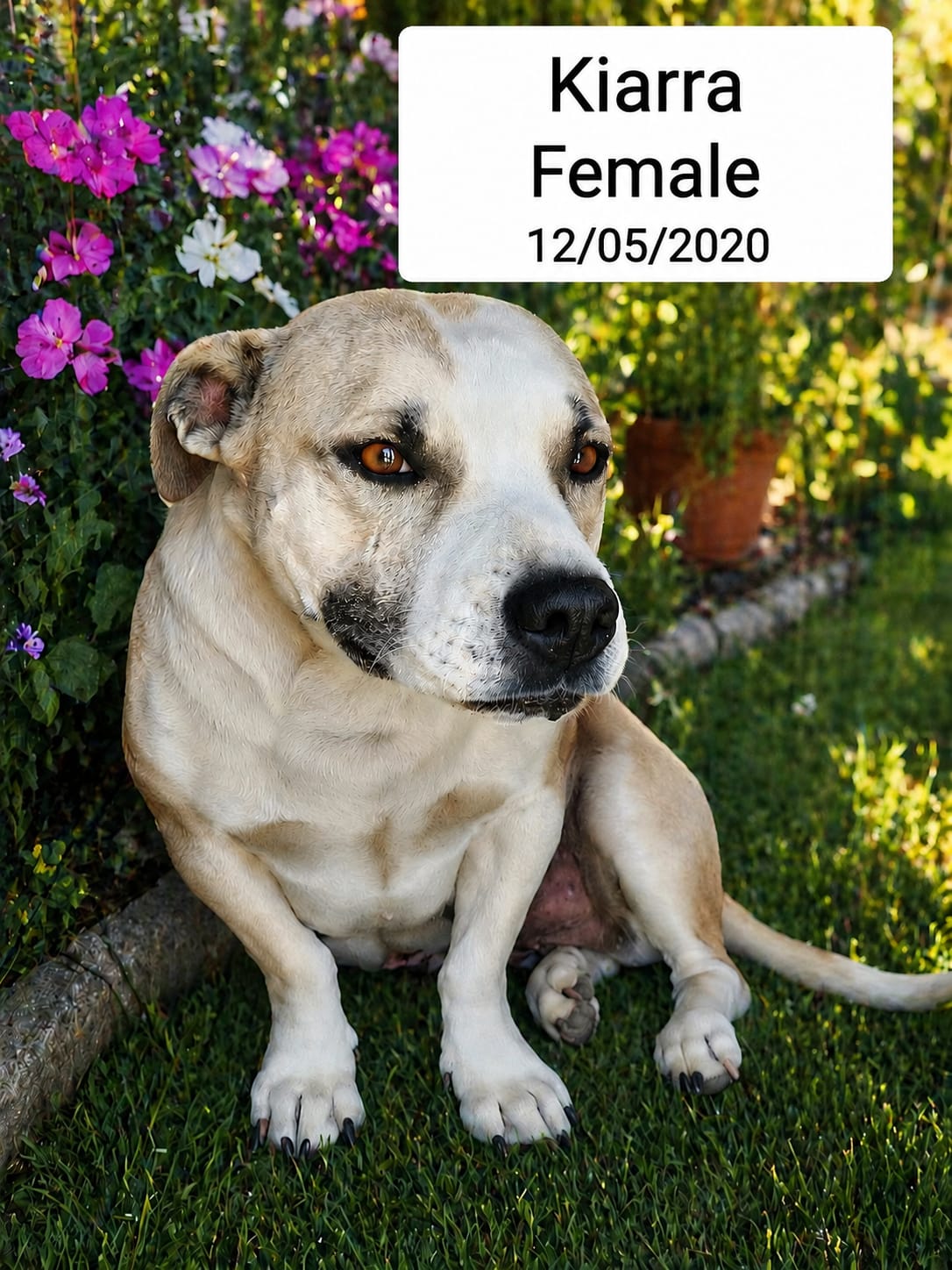 Dog image