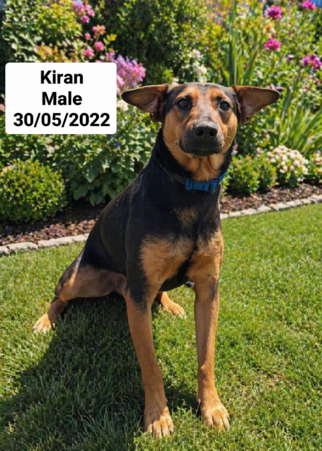Dog image