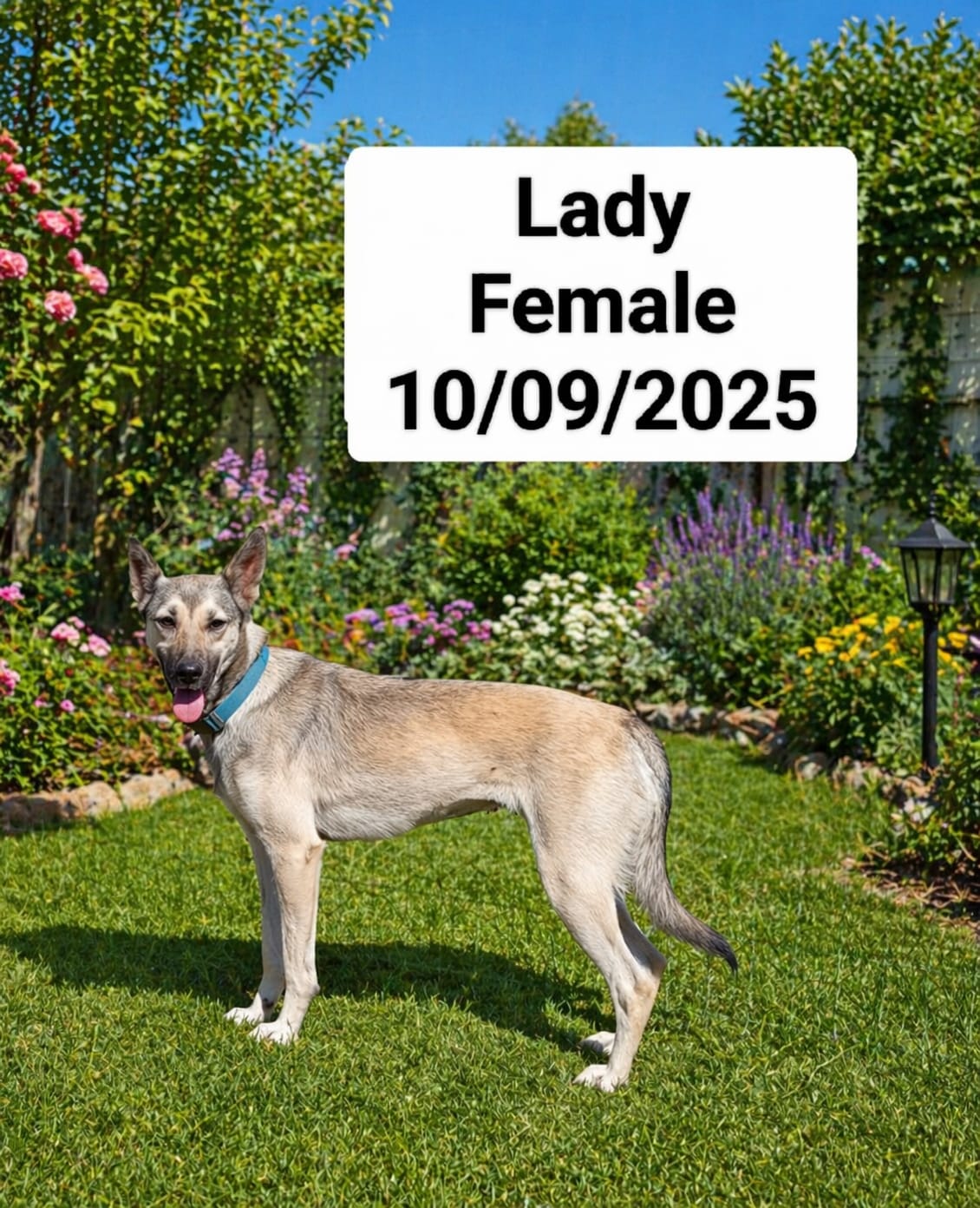 Dog image