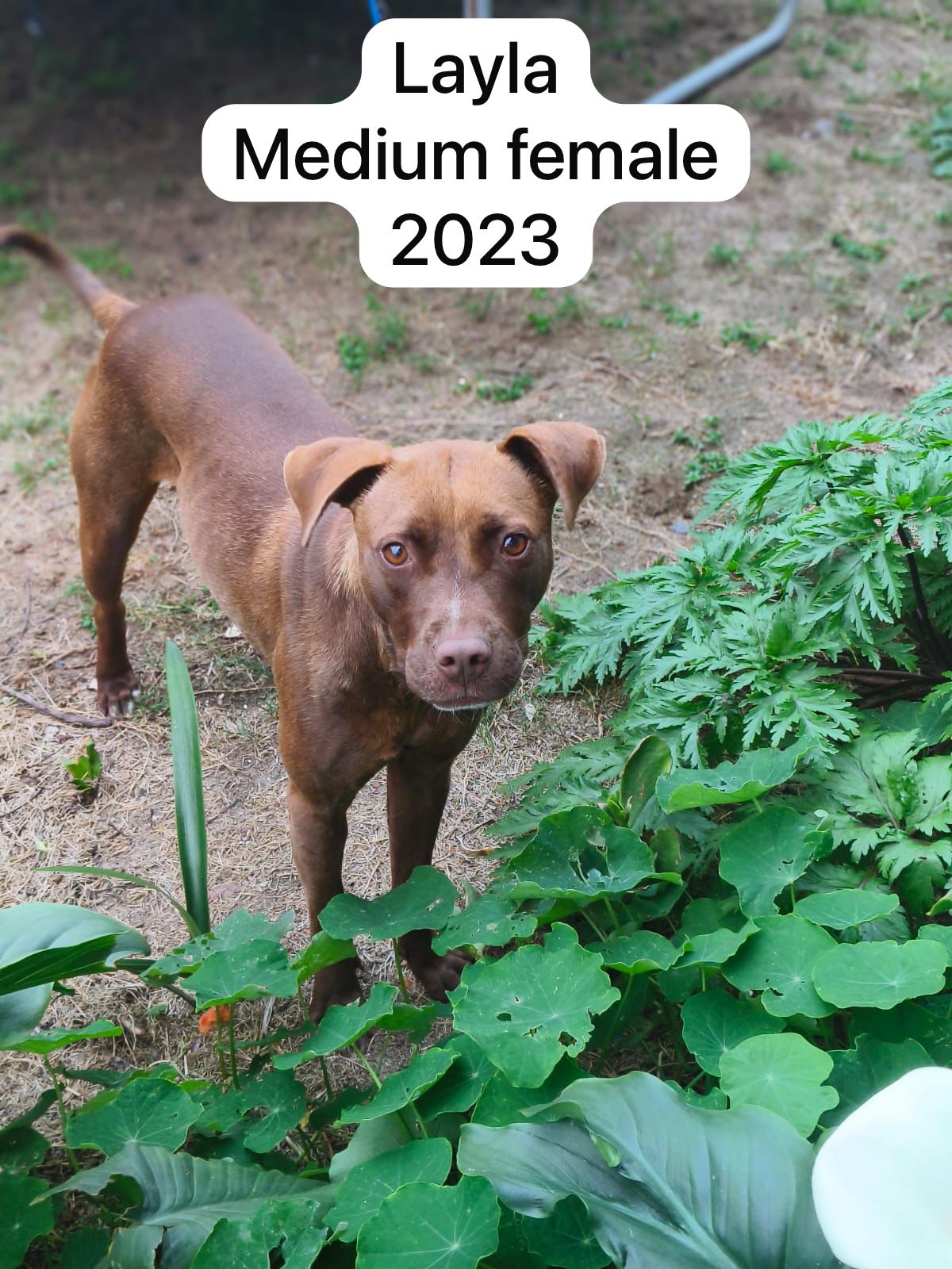 Dog image