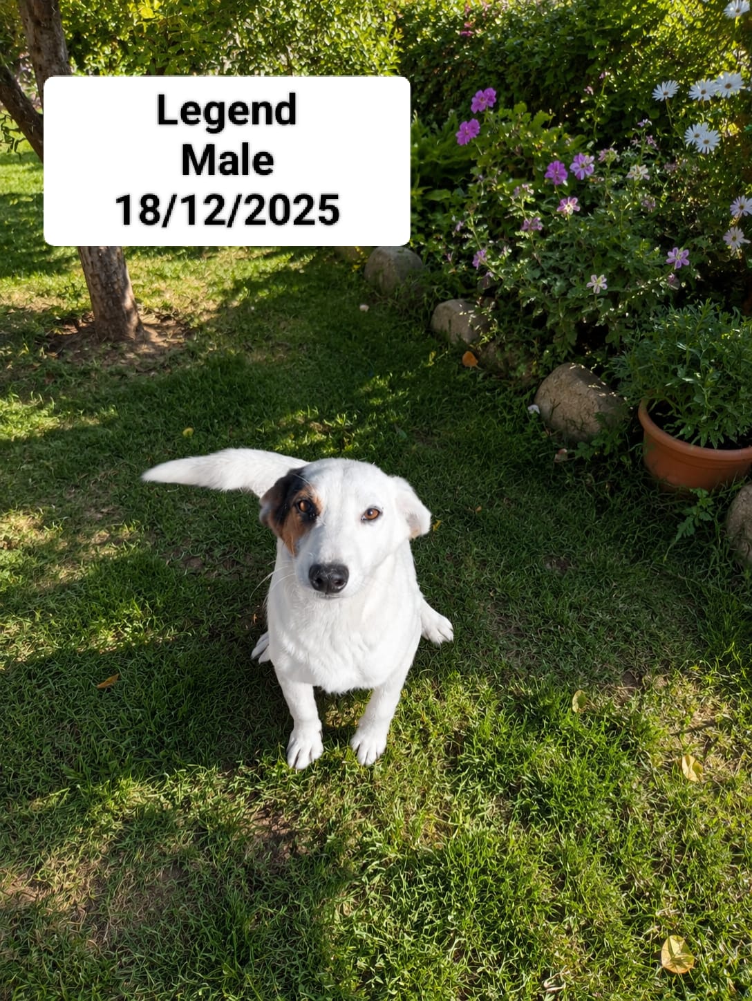 Dog image