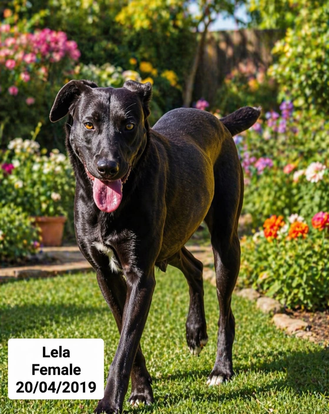 Dog image
