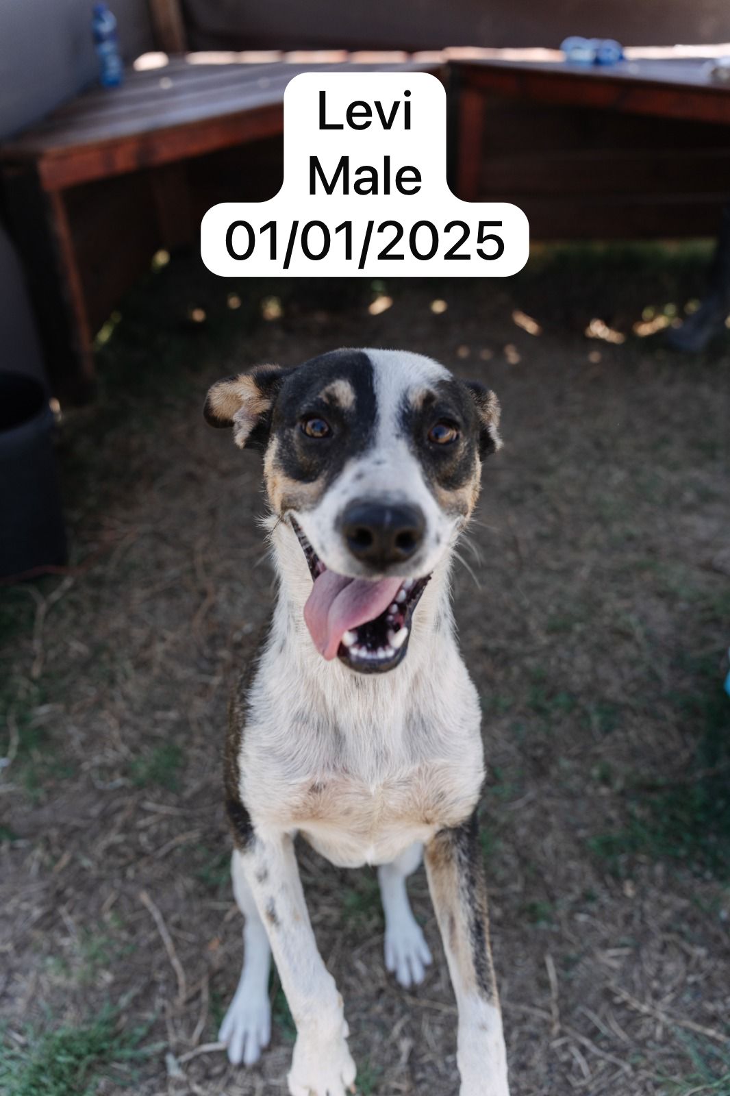 Dog image