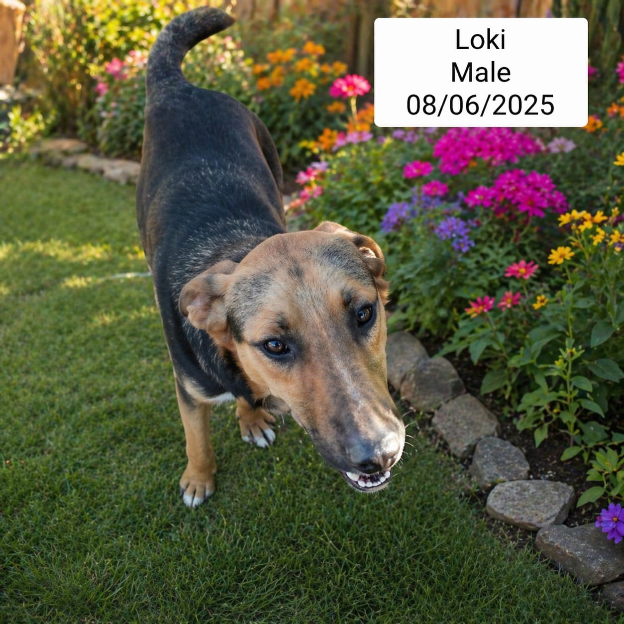 Dog image