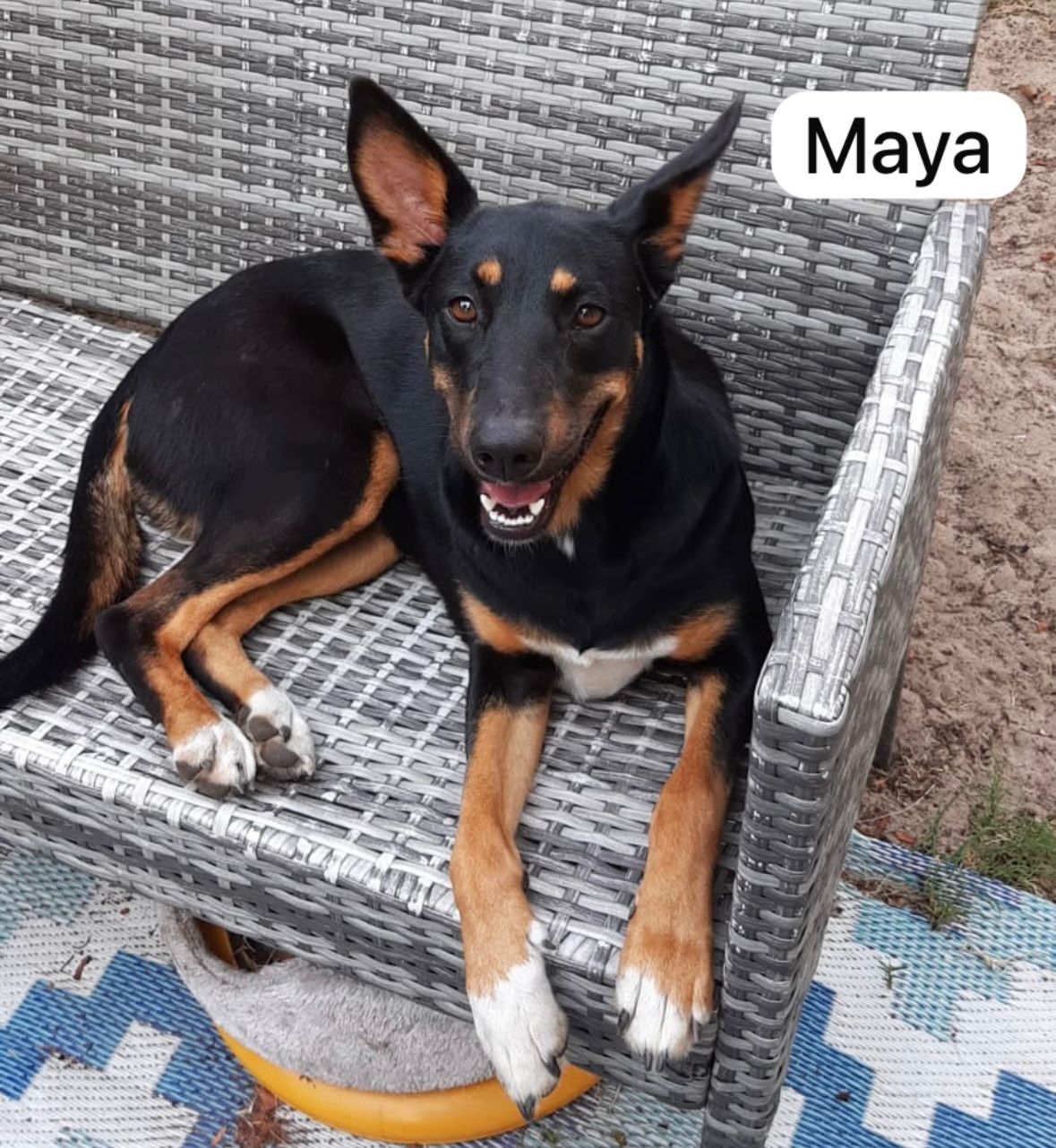 Dog image