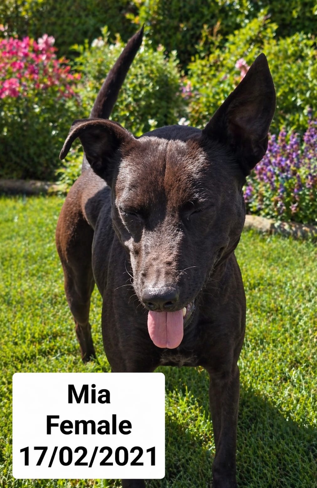 Dog image