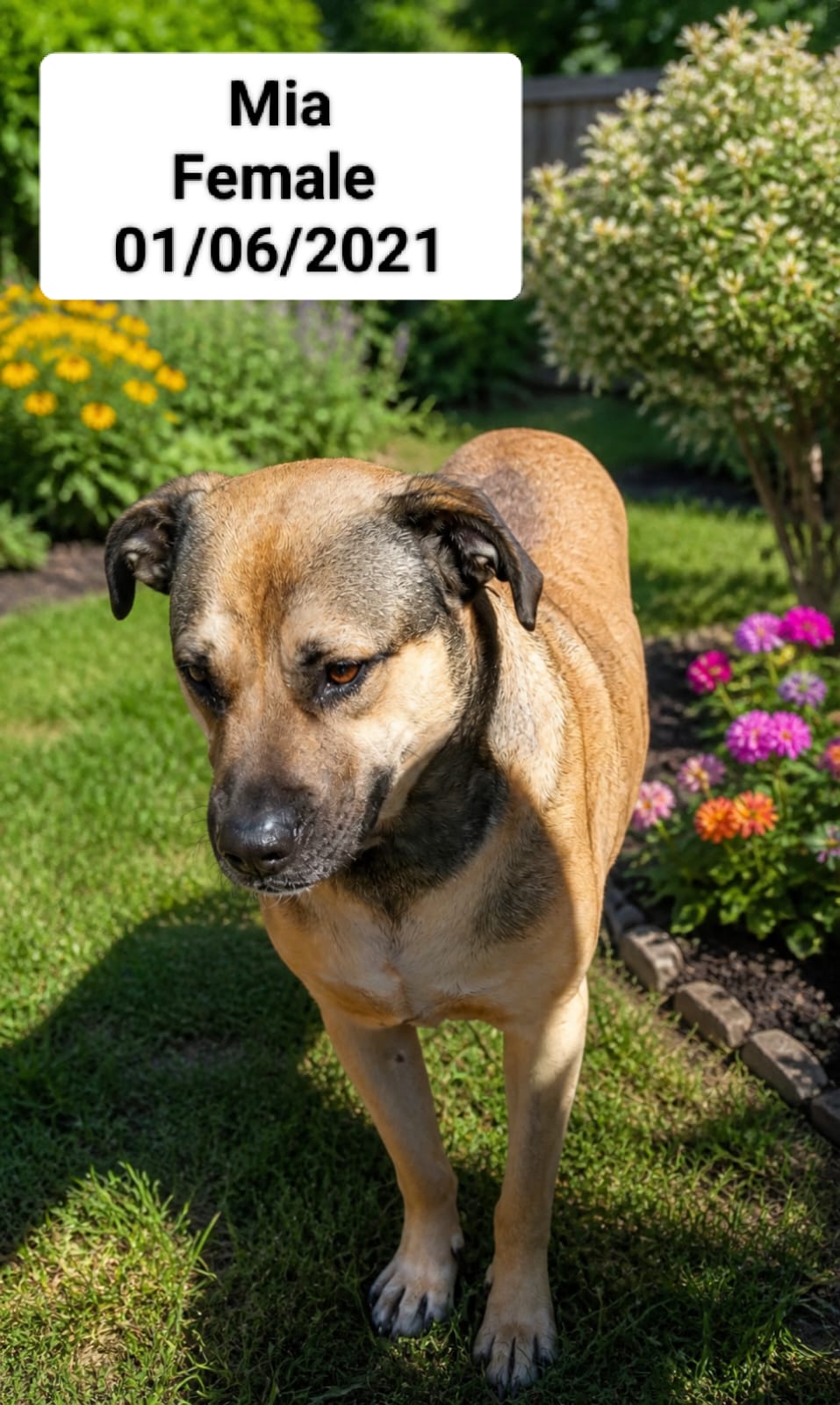 Dog image