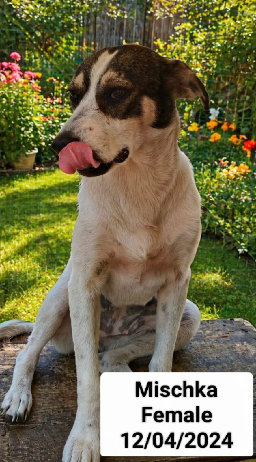 Dog image
