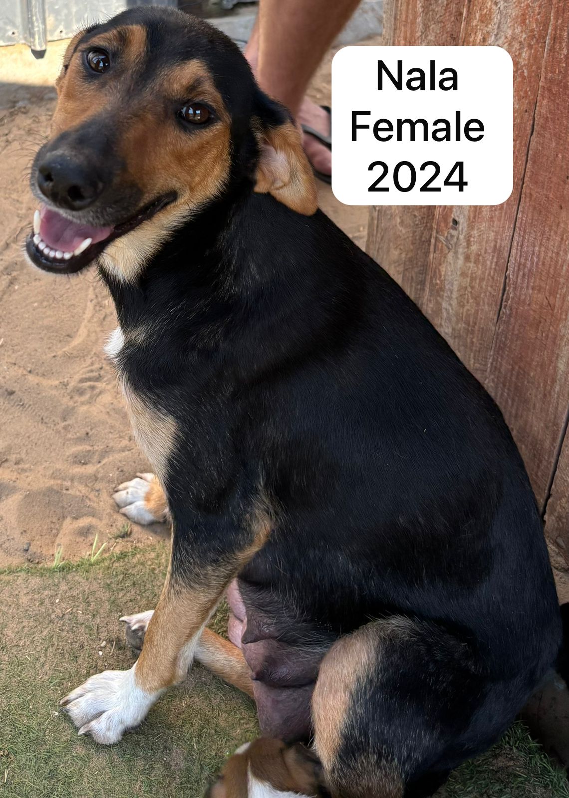 Dog image