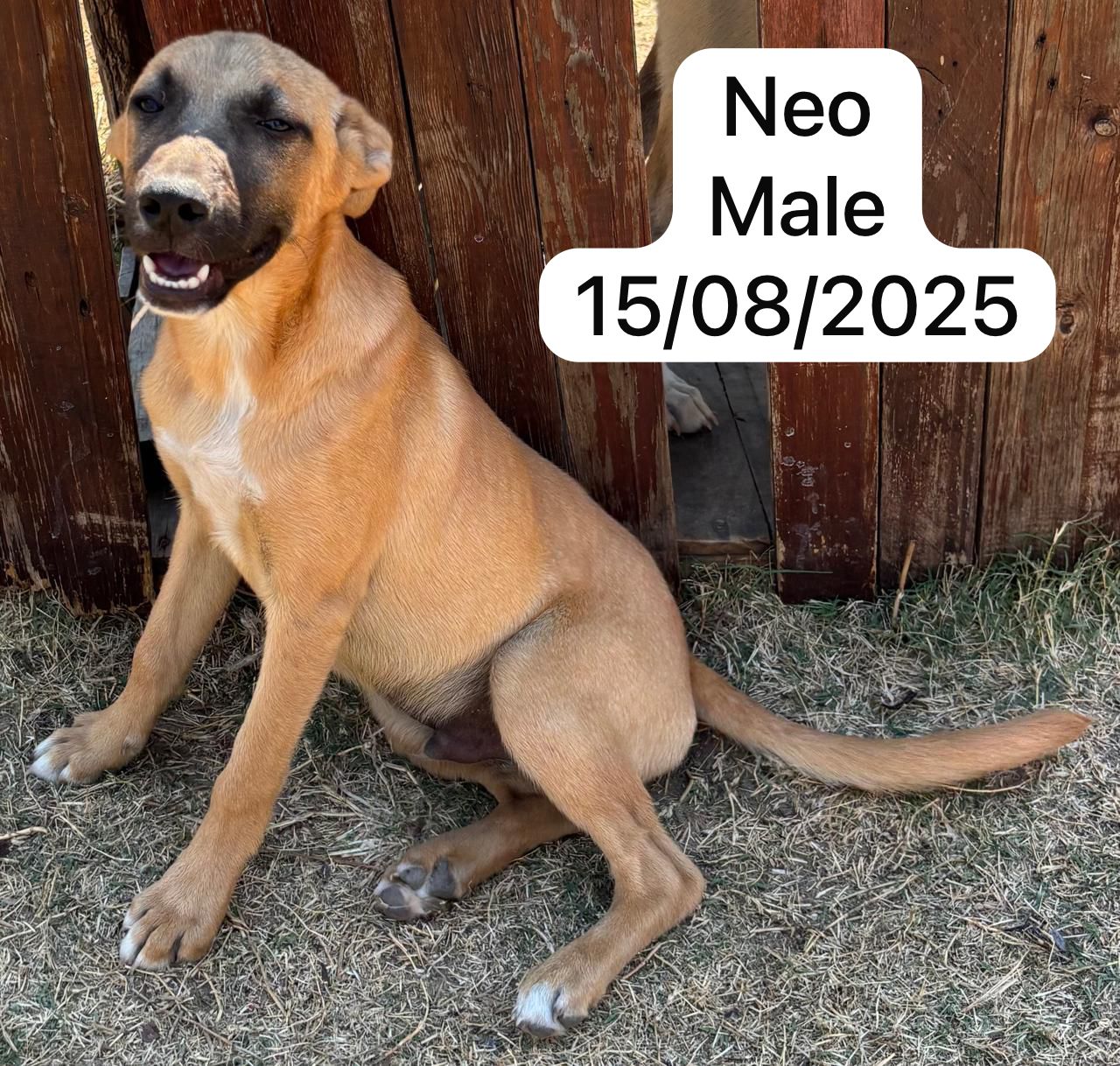 Dog image