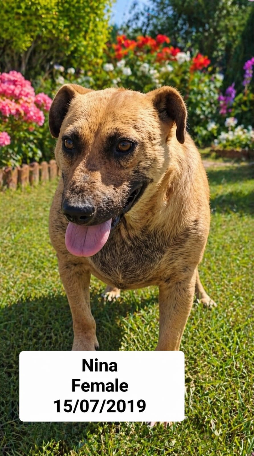 Dog image