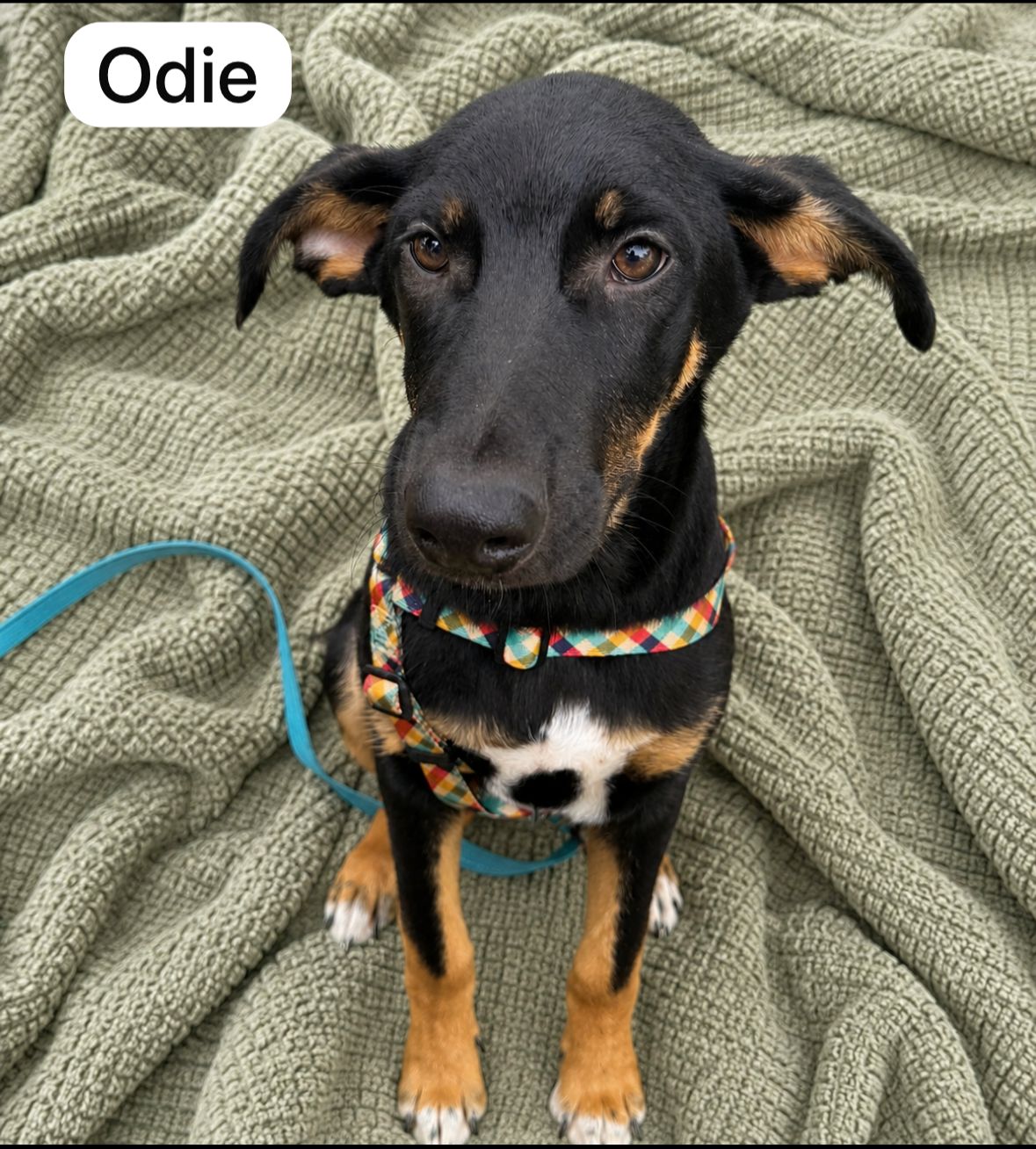 Dog image