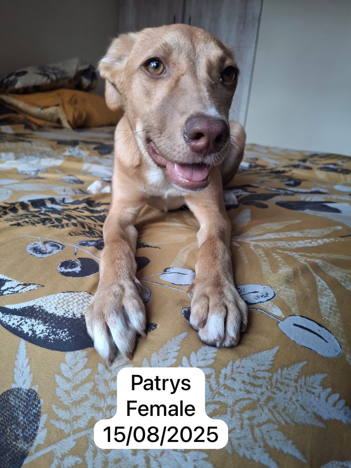 Dog image