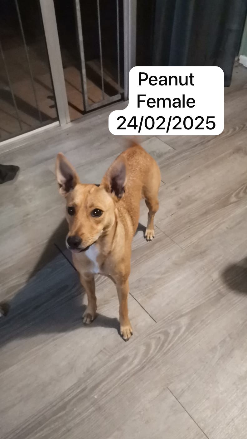 Dog image