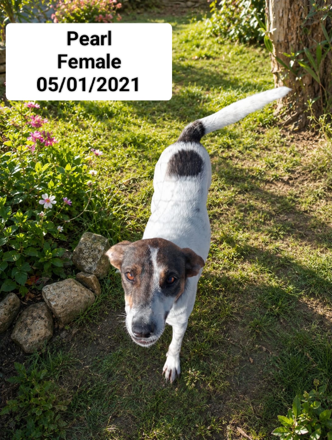 Dog image