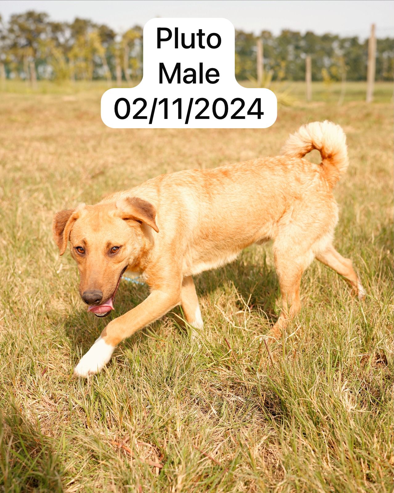 Dog image