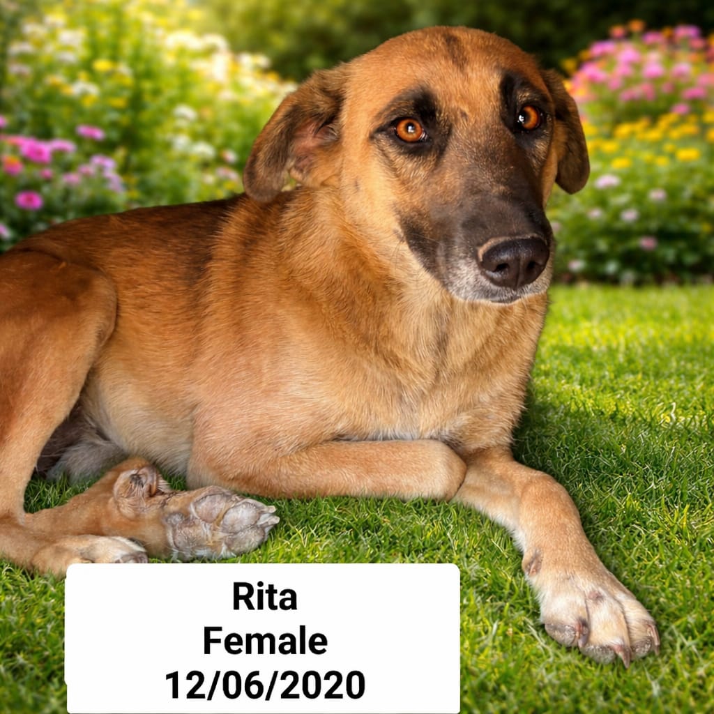 Dog image