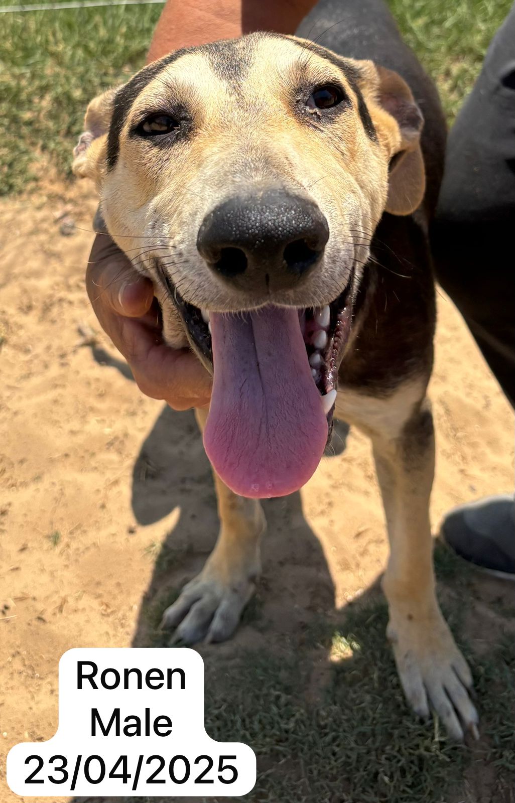 Dog image