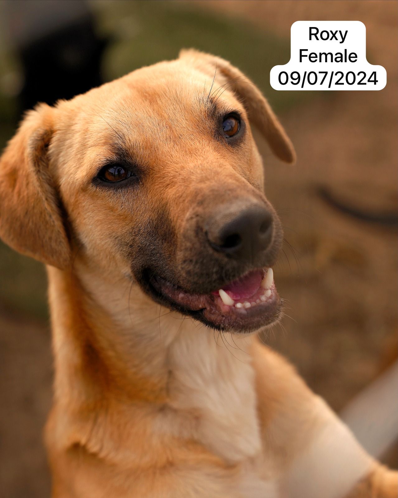 Dog image