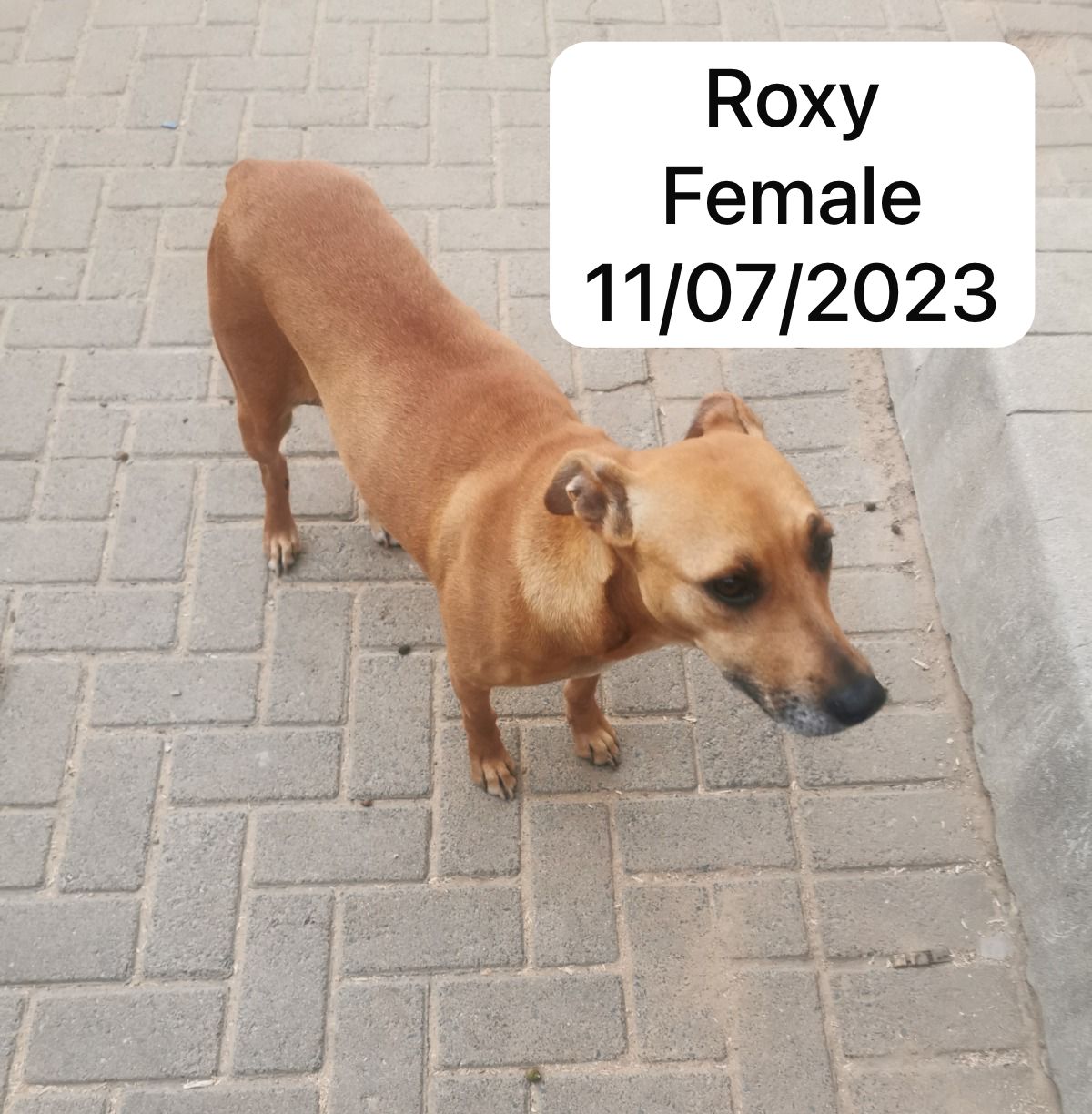 Dog image