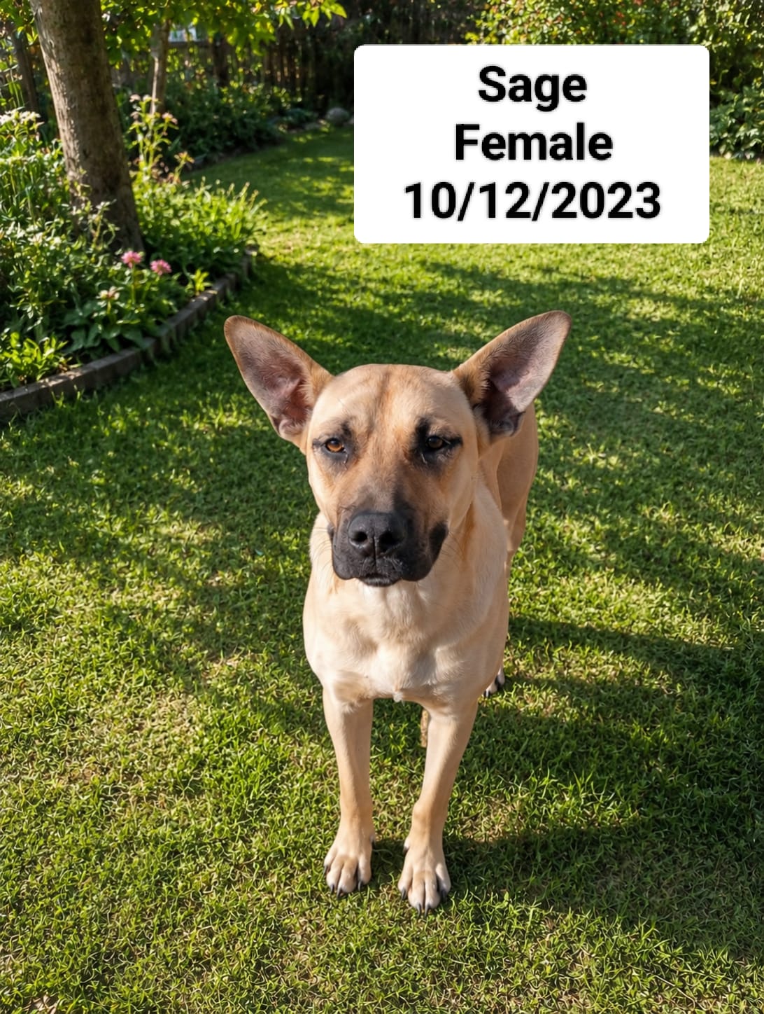 Dog image