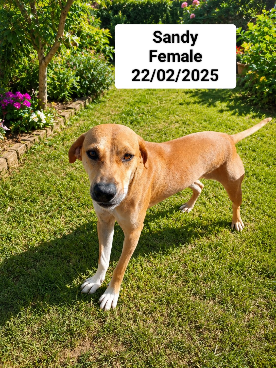 Dog image