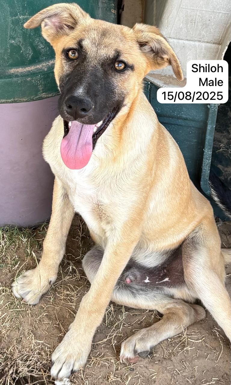 Dog image