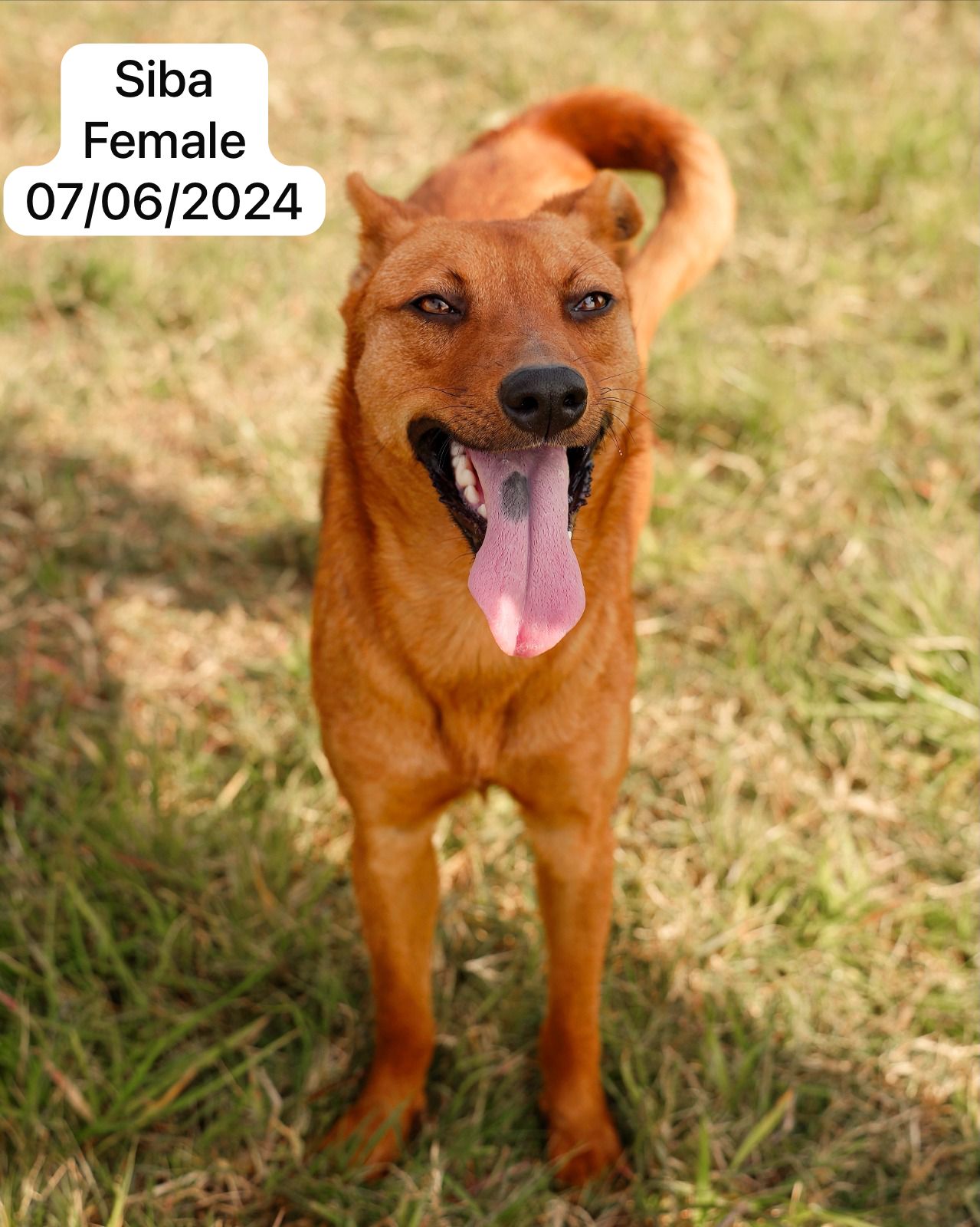 Dog image