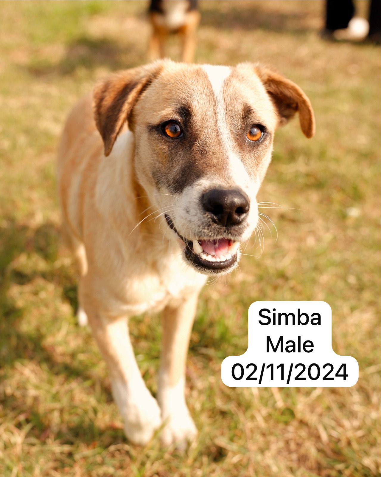 Dog image
