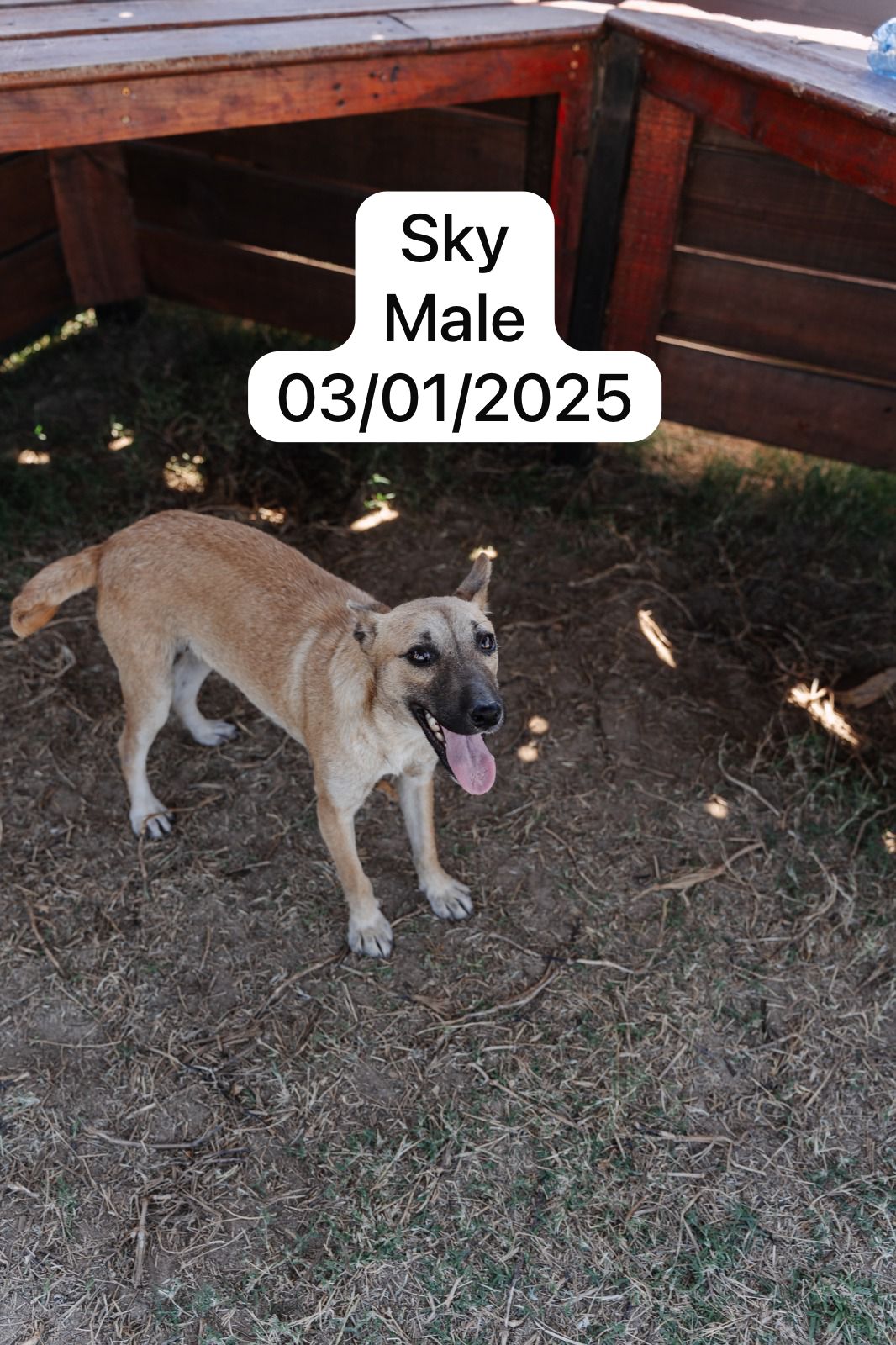 Dog image