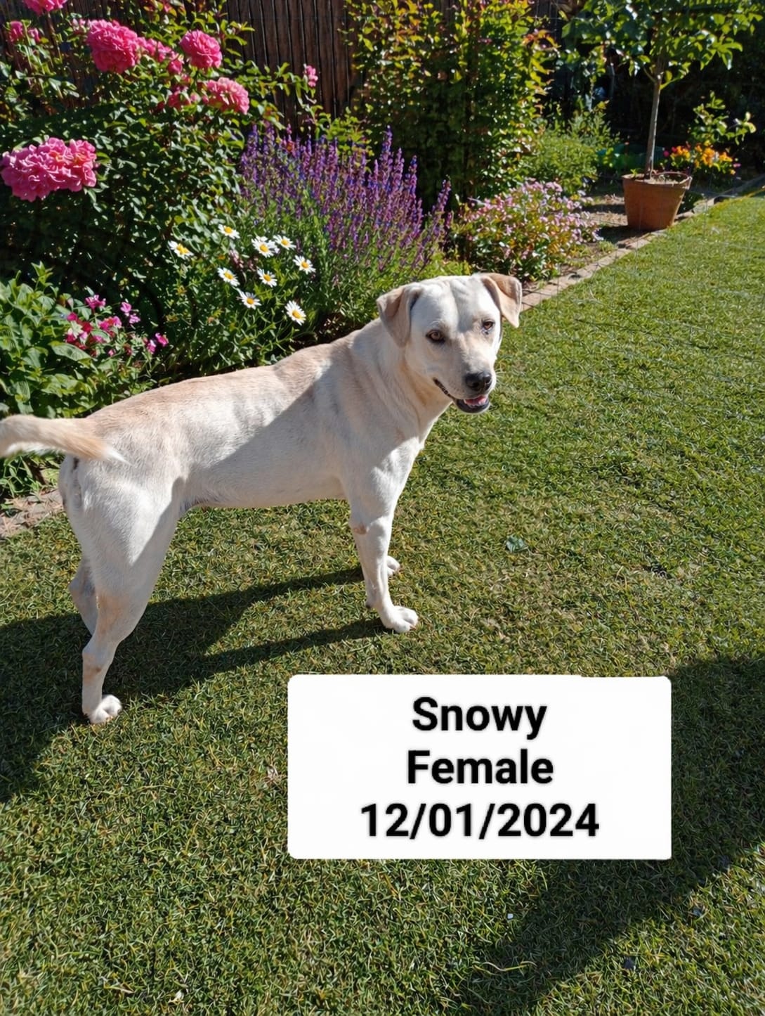 Dog image