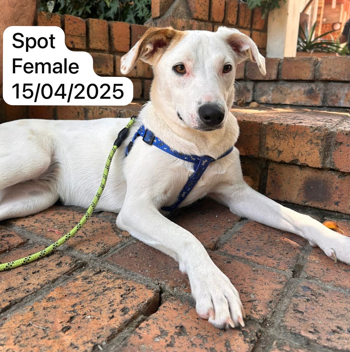 Dog image