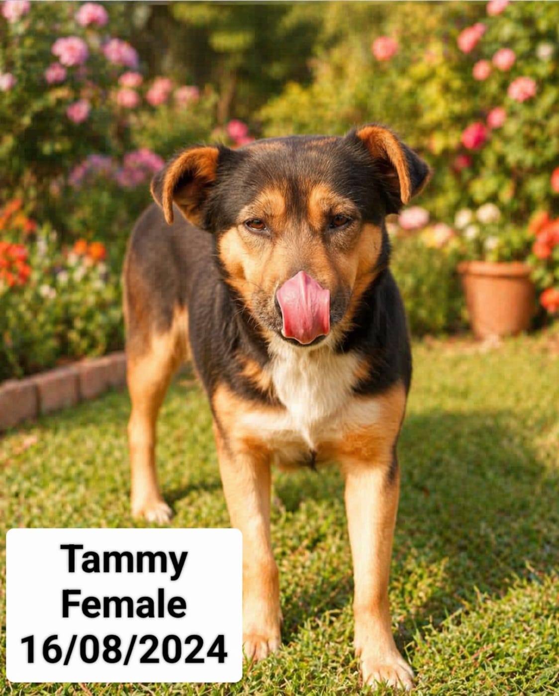 Dog image