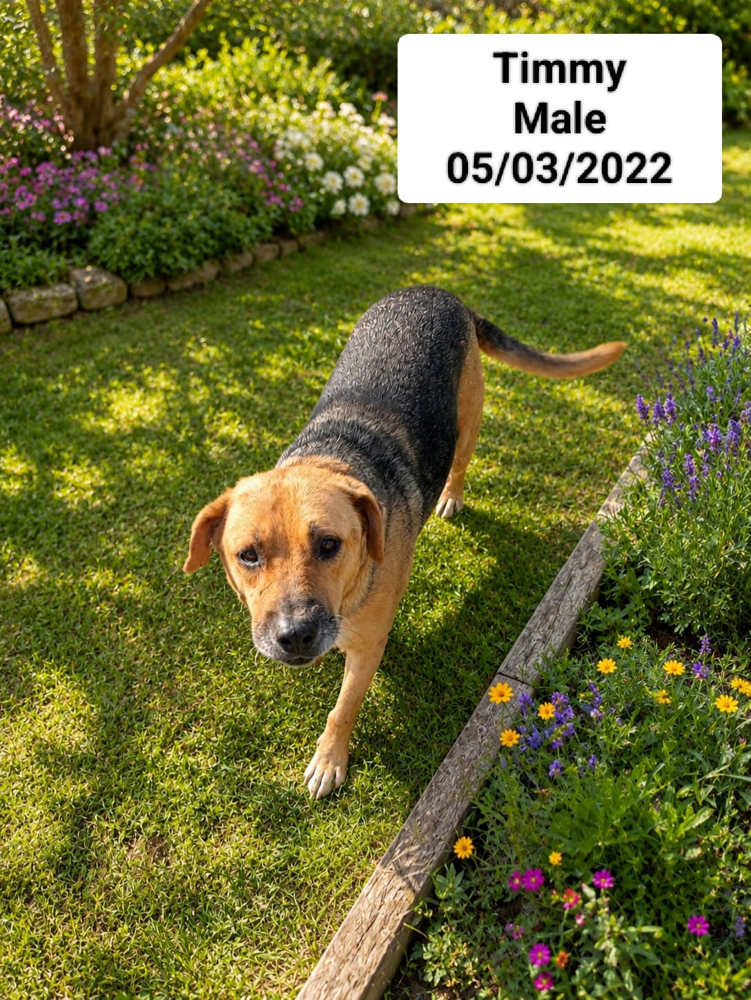 Dog image