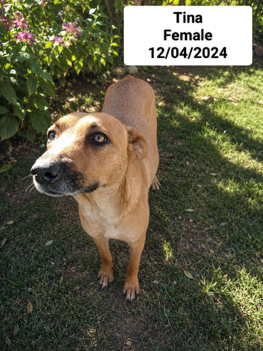 Dog image