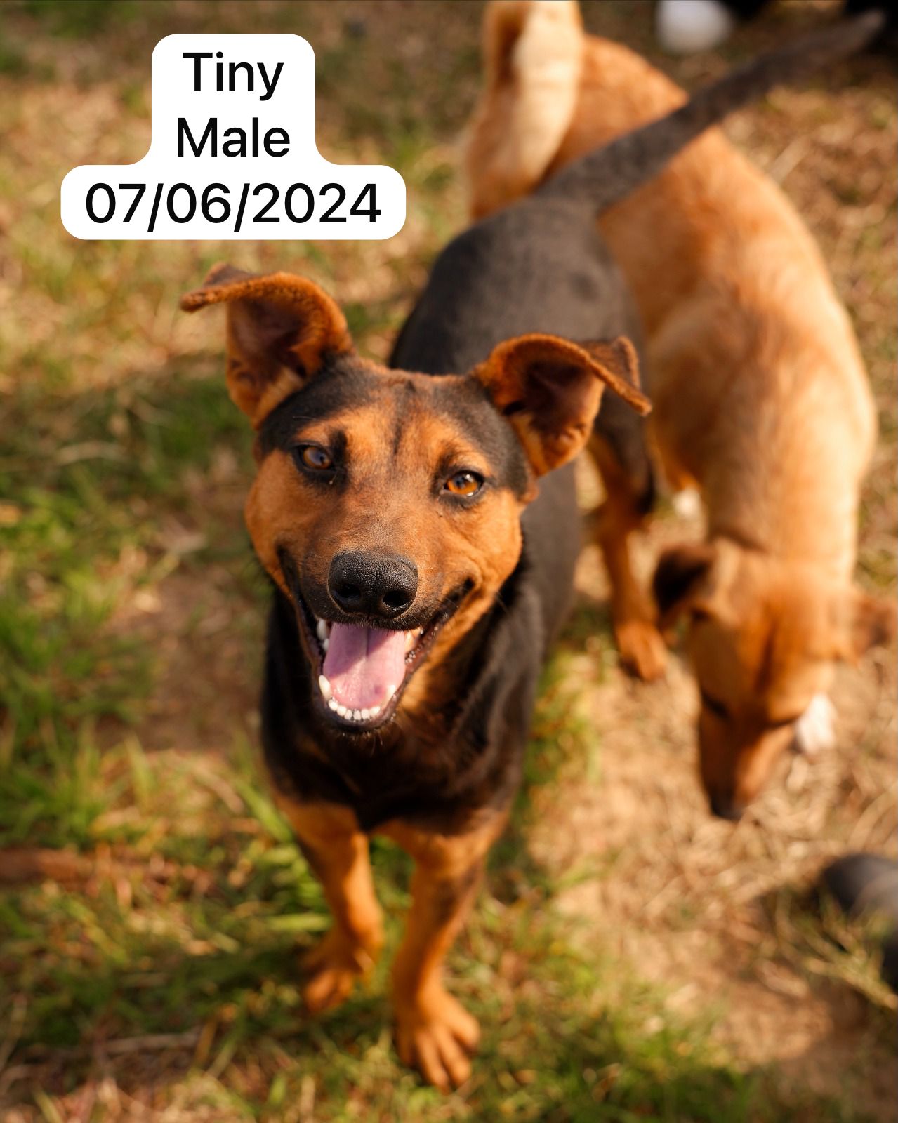Dog image
