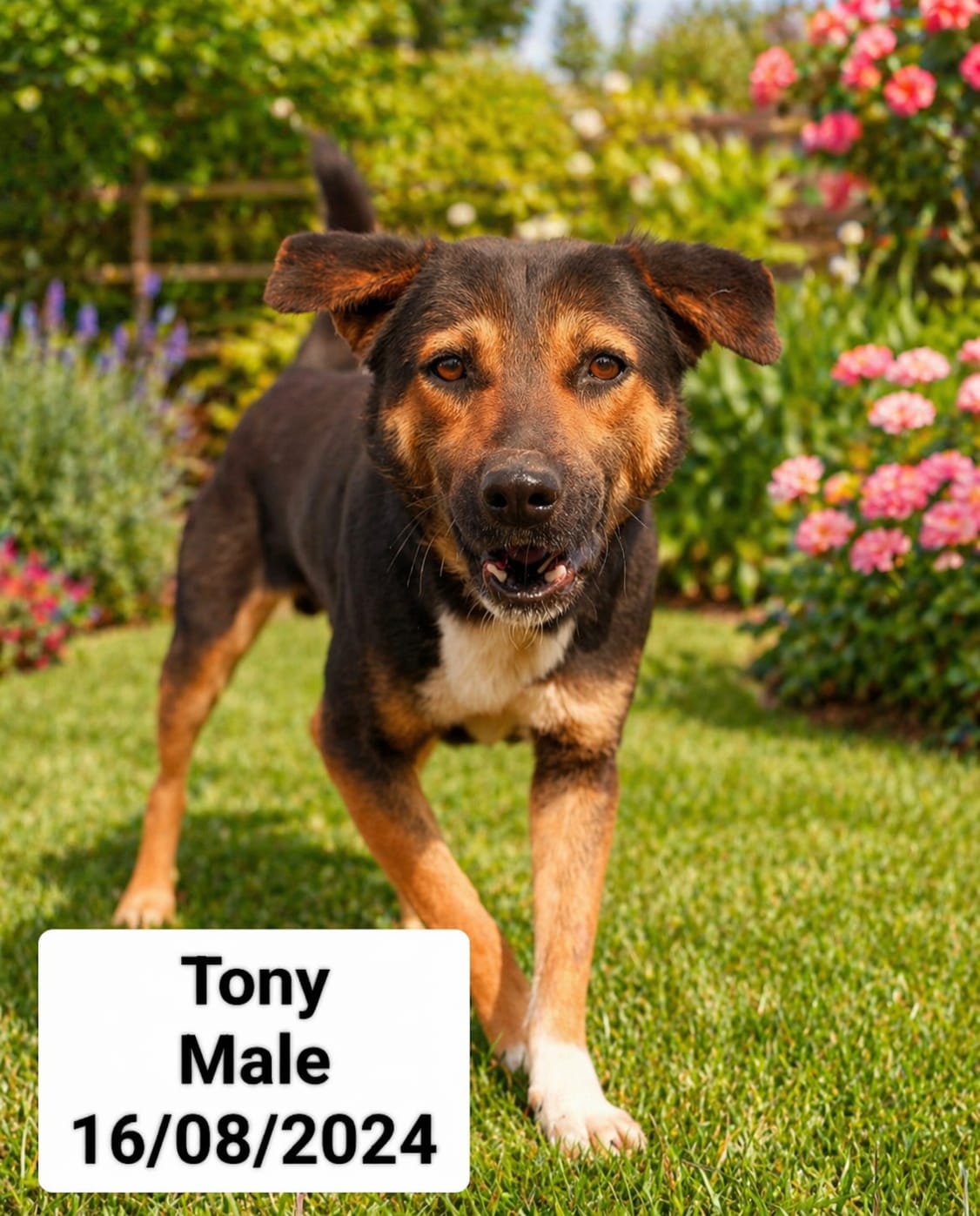 Dog image