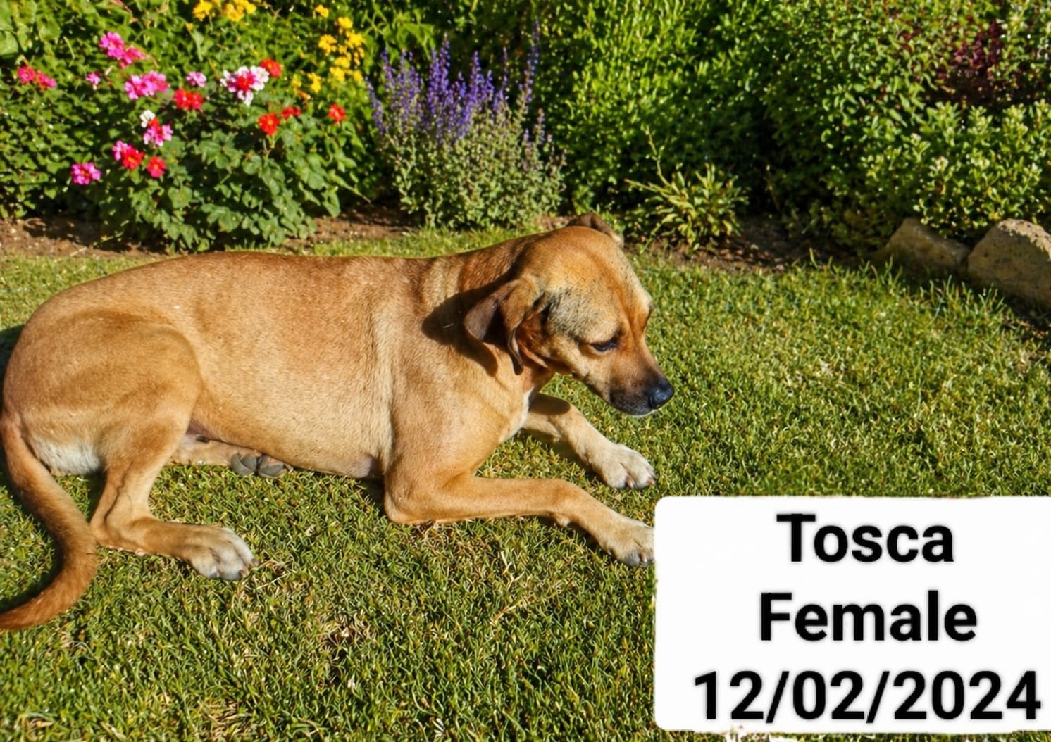 Dog image