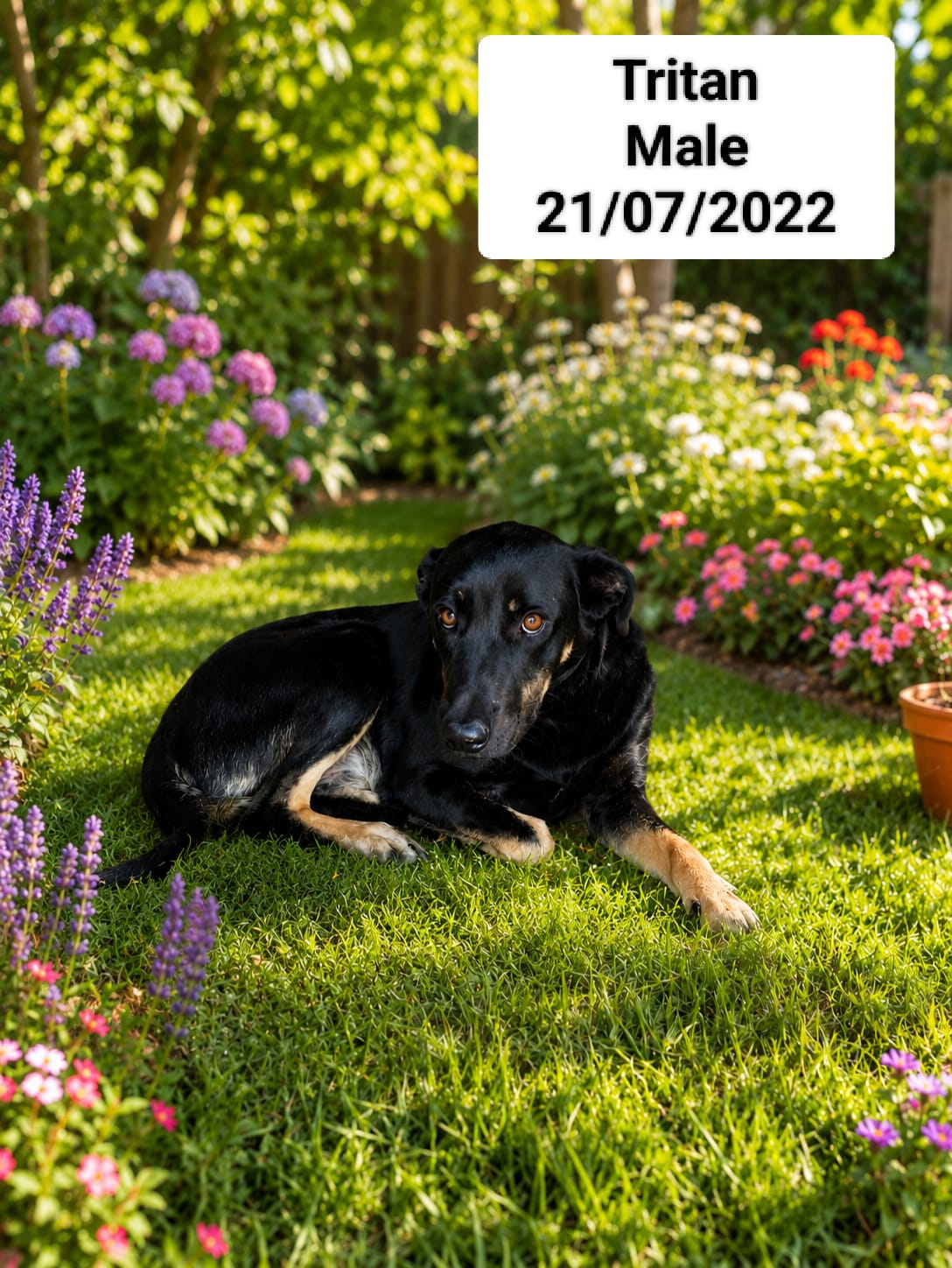 Dog image