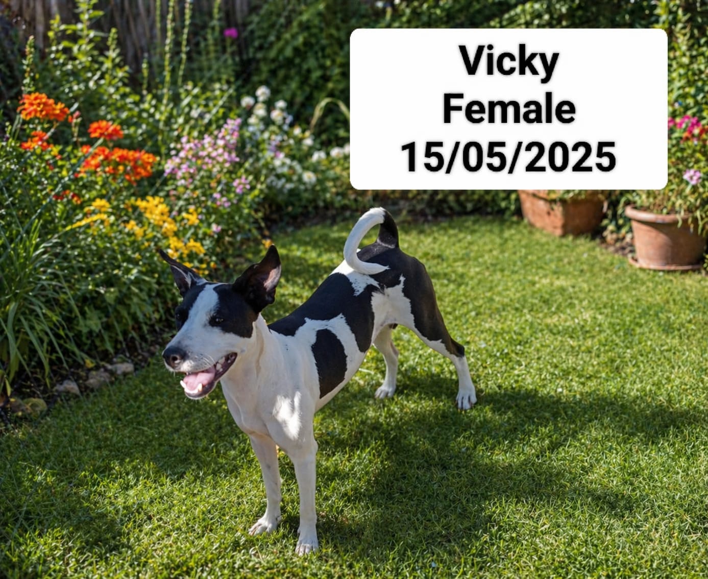 Dog image