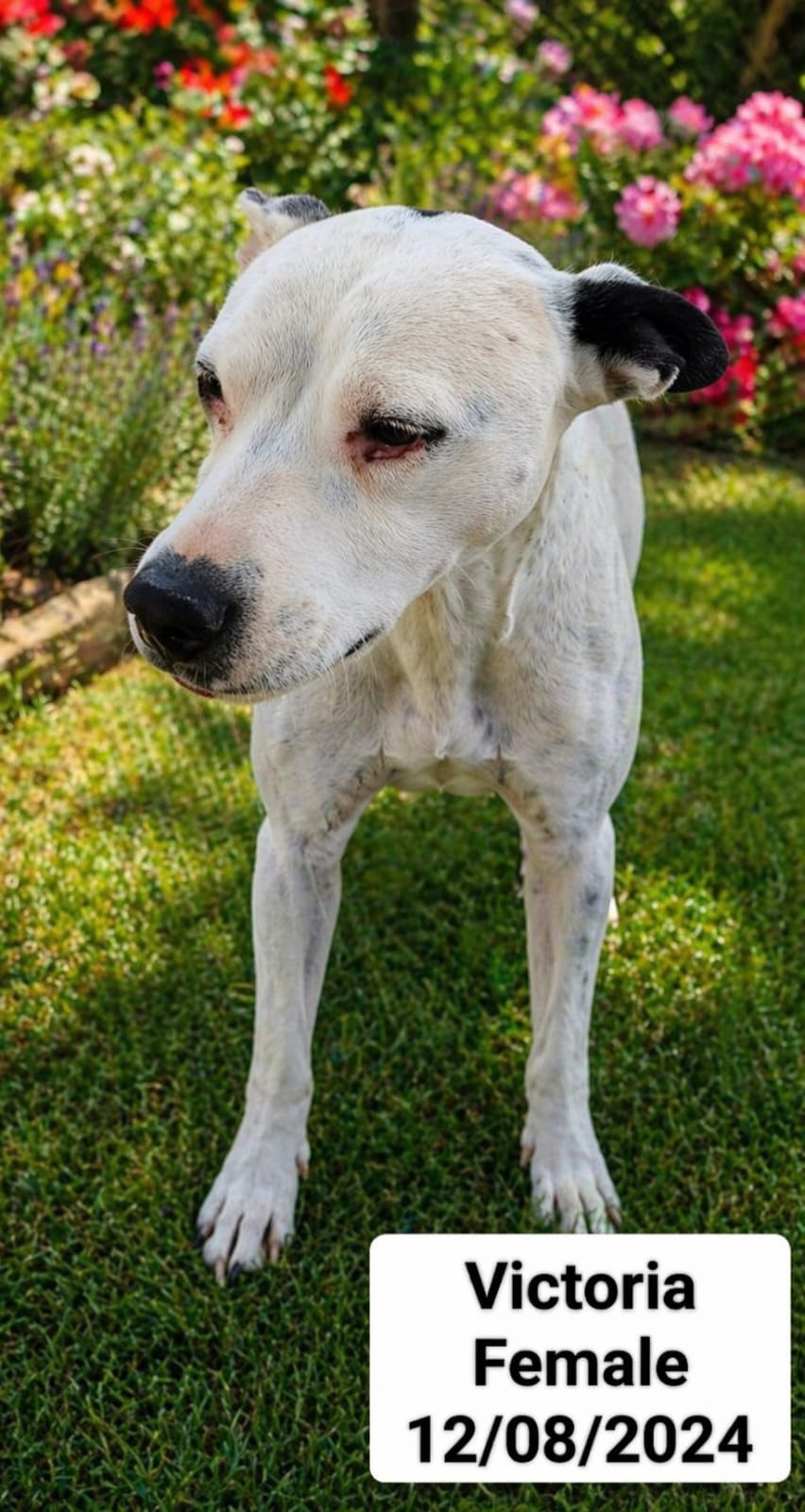 Dog image