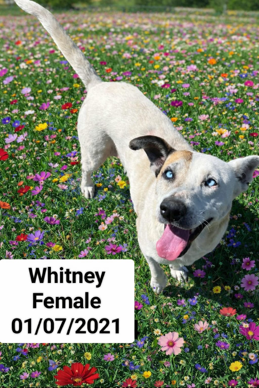 Dog image