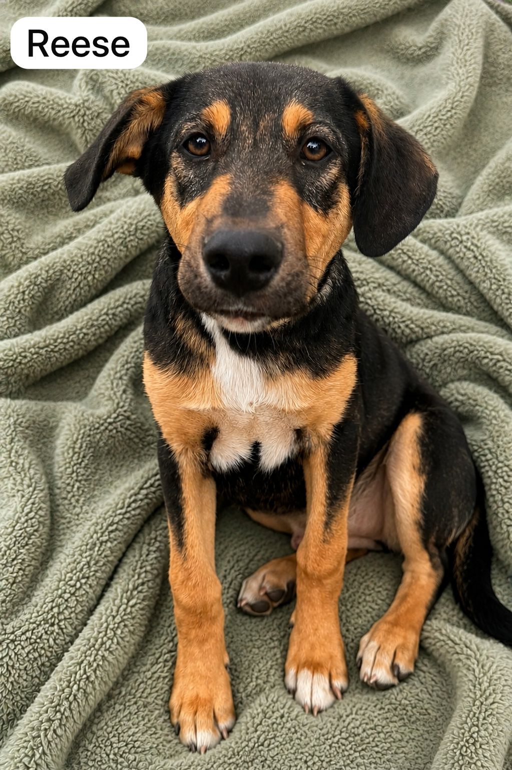 Dog image